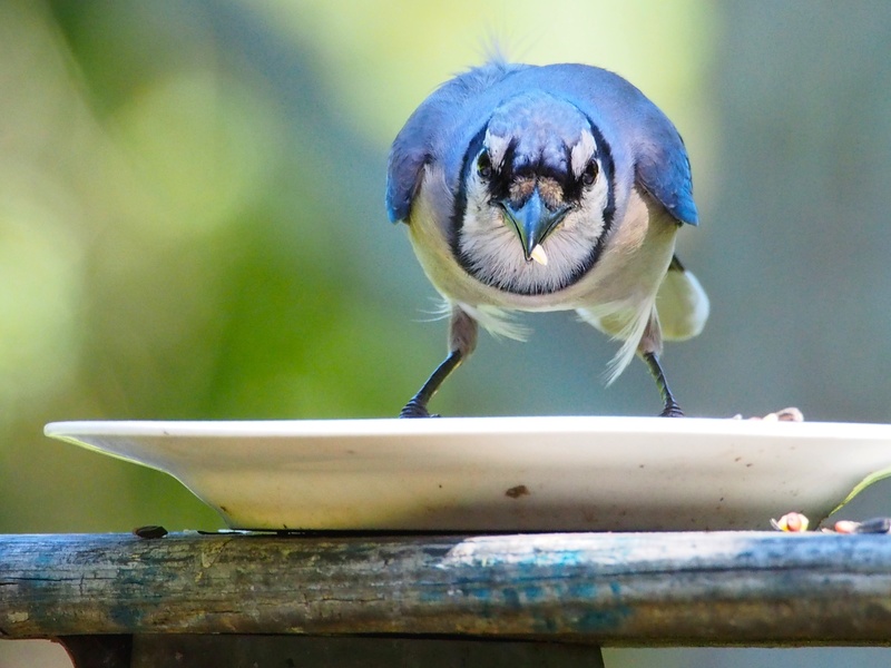 Rubbish removal rubbish disposal